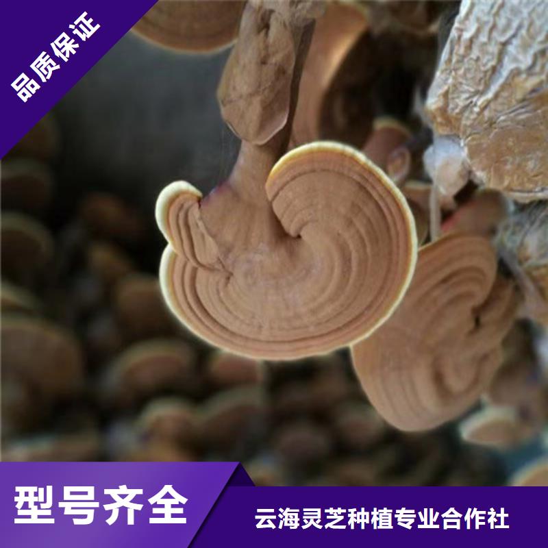 优选：
孢子灵芝企业