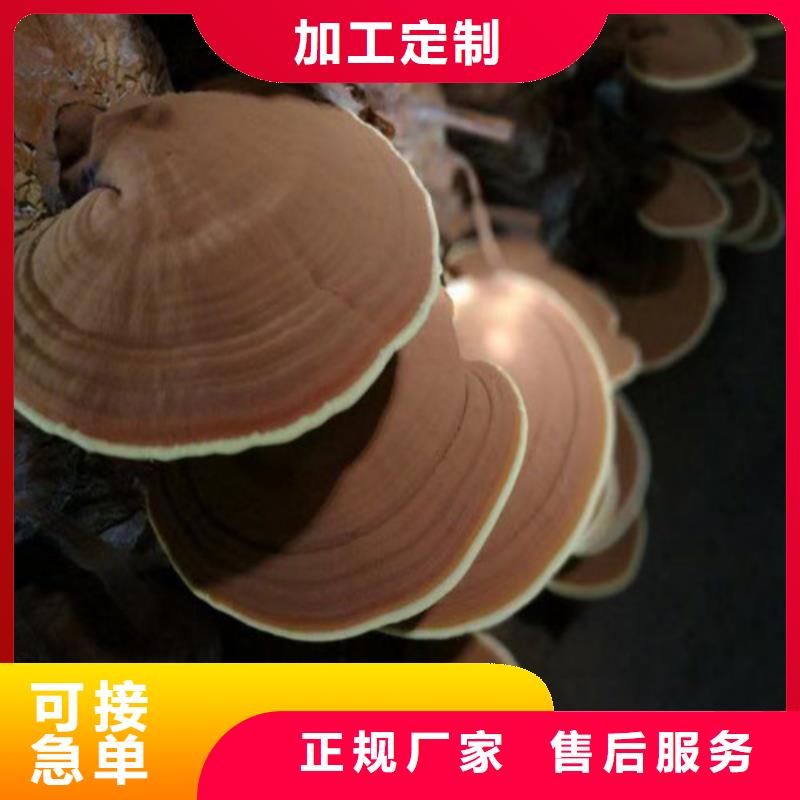 发货速度快的破壁灵芝孢子粉批发商