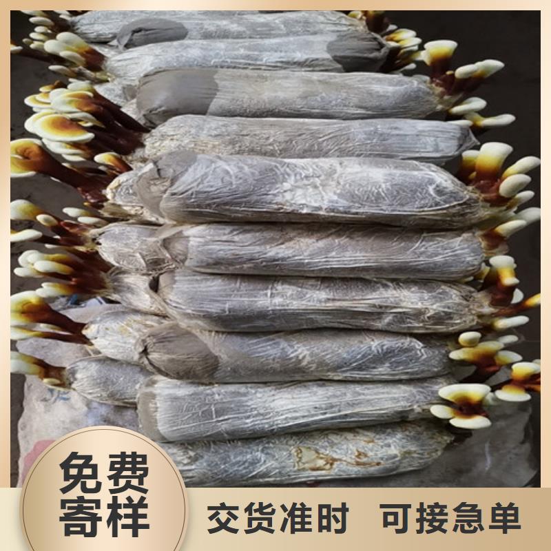 高品质灵芝超微粉厂商