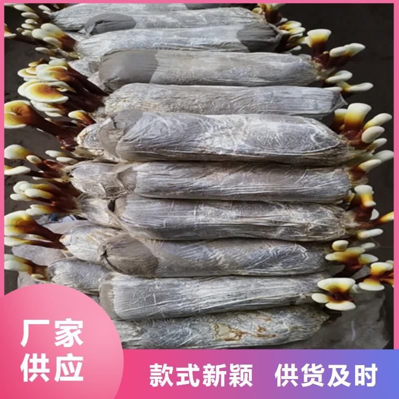 灵芝超微粉
-灵芝超微粉
实体厂家