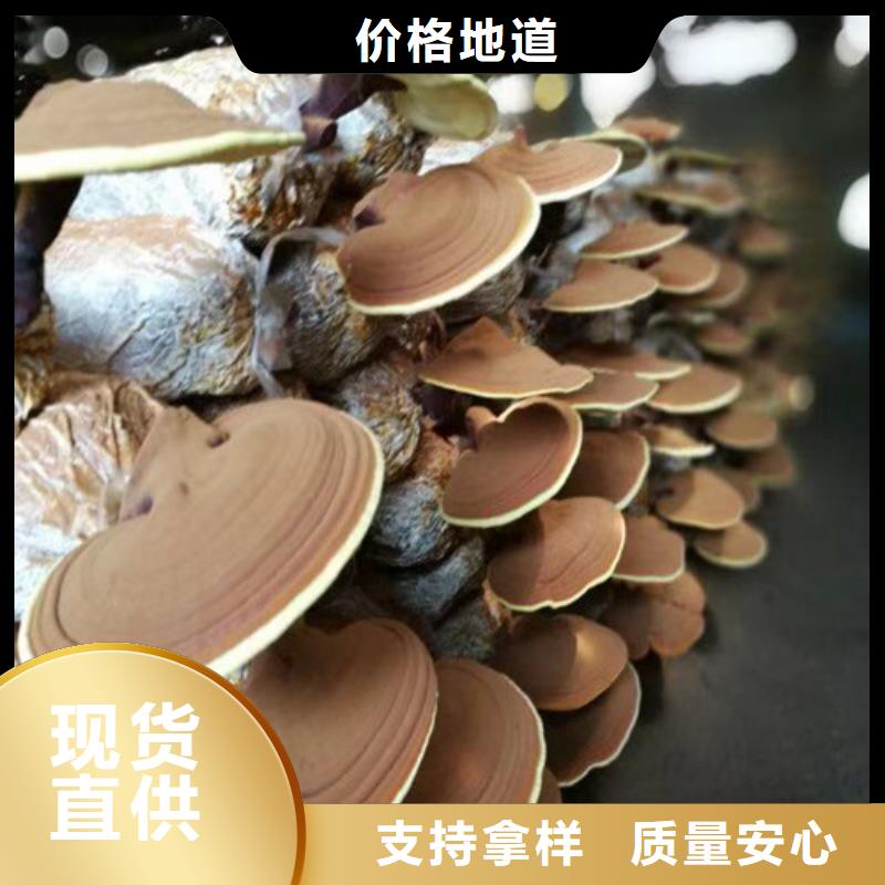 发货及时的灵芝孢子基地