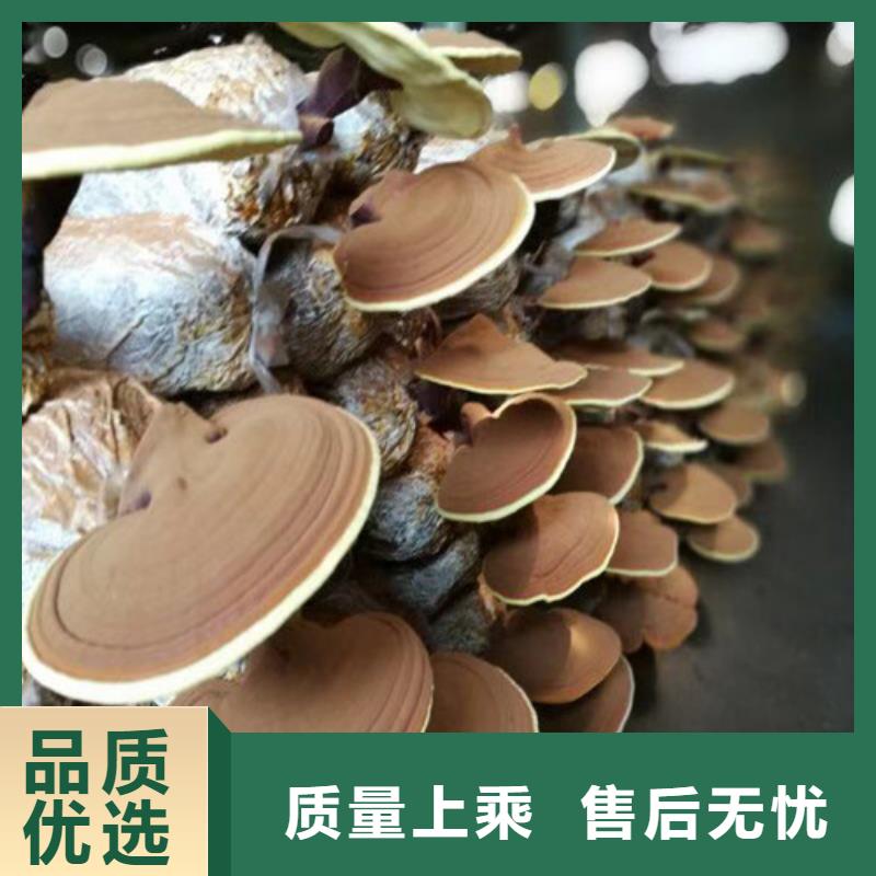 价格实惠的灵芝粉生产厂家