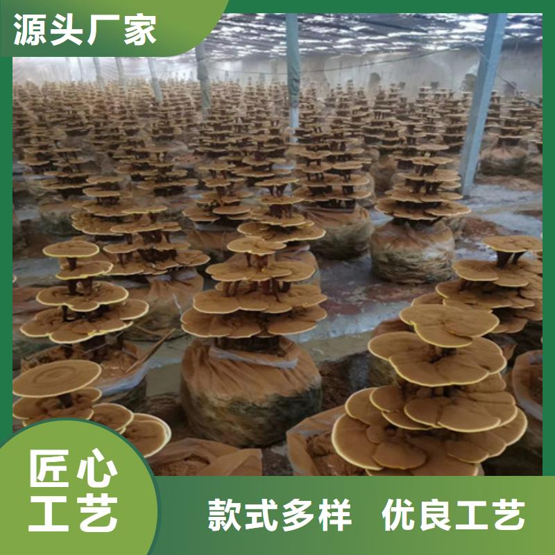 《北京》批发性价比高的煲汤灵芝销售厂家