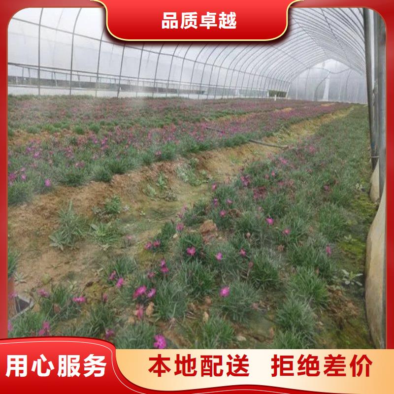 大棚管2蔬菜温室大棚管正品保障