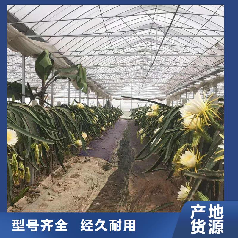 广丰区西瓜蔬菜大棚评价优