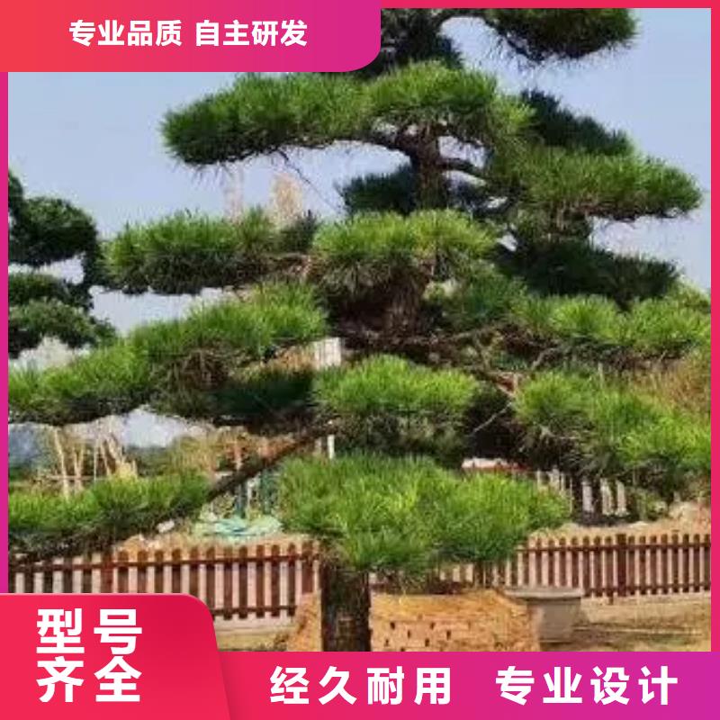 造型松造型松基地源头厂家量大价优