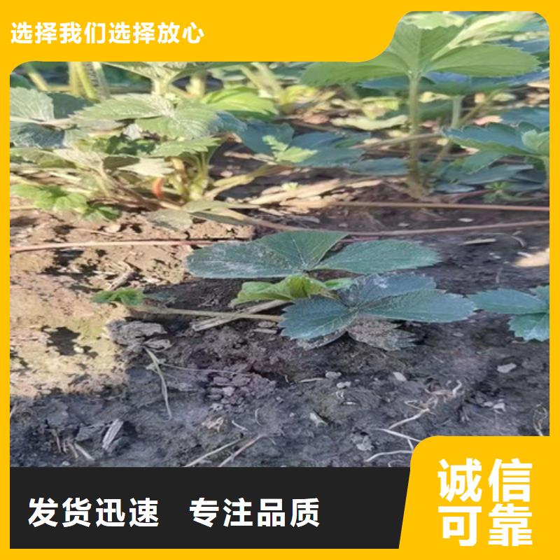 草莓苗油桃苗质检合格发货