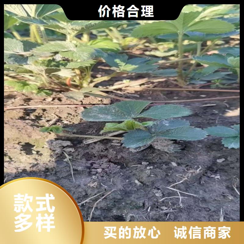 草莓苗,蓝莓苗24小时下单发货