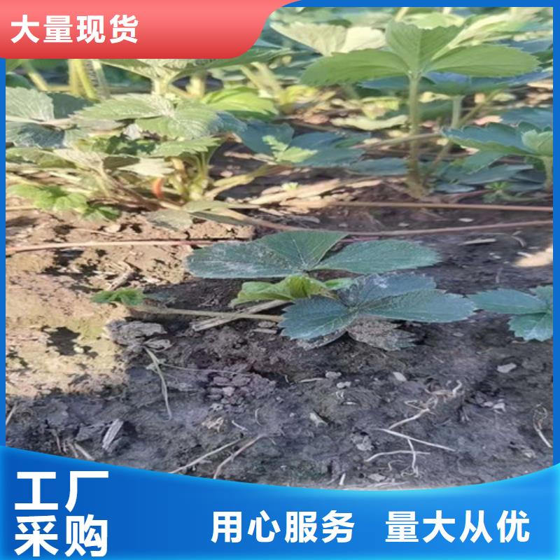 【草莓苗】樱桃树苗厂家直销安全放心