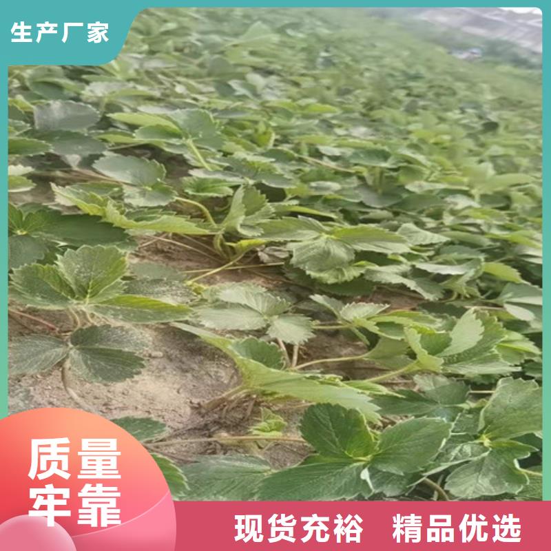 【草莓苗】梨树苗一周内发货