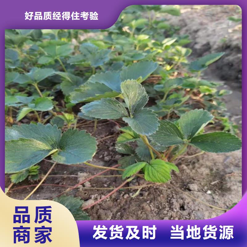 【草莓苗】梨树苗一周内发货