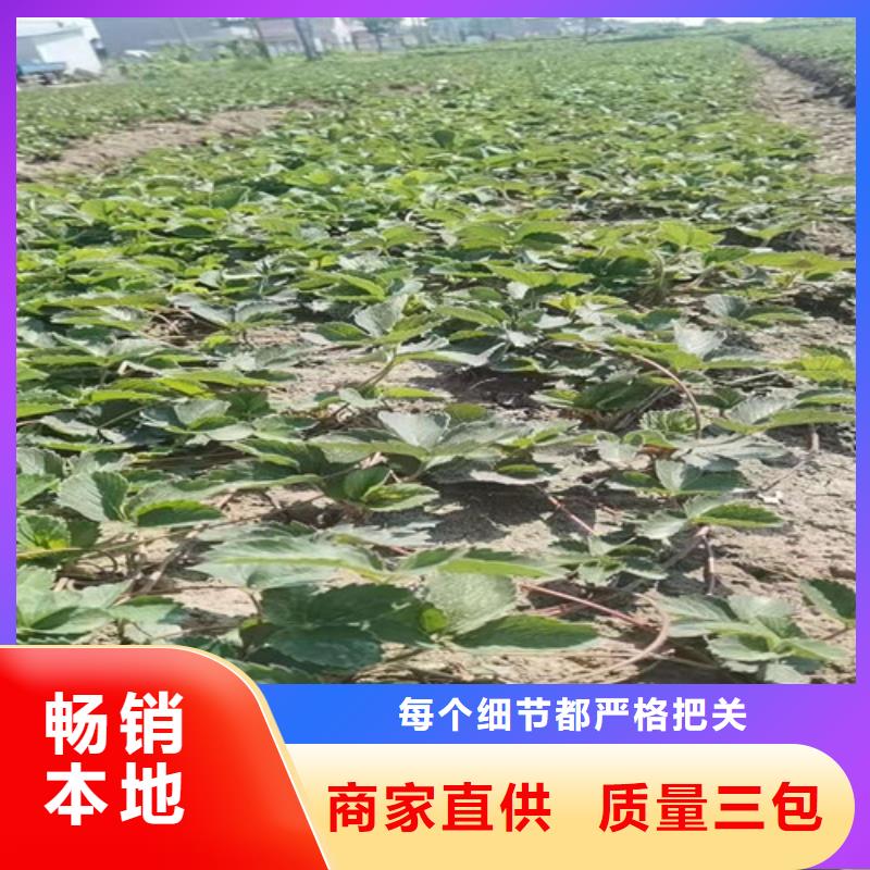 草莓苗,梨树苗工程施工案例