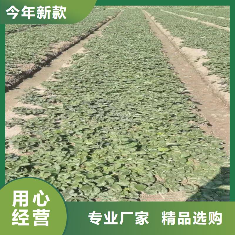 草莓苗【蓝莓苗】严格把控质量