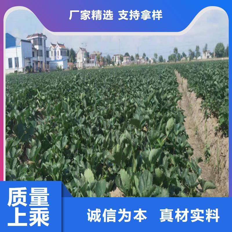 草莓苗,梨树苗工程施工案例