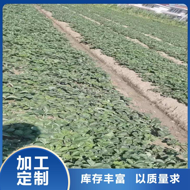 草莓苗樱桃树苗厂家直销直供