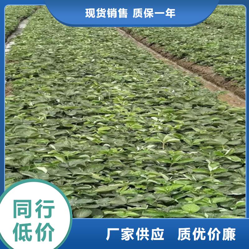 草莓苗,梨树苗工程施工案例