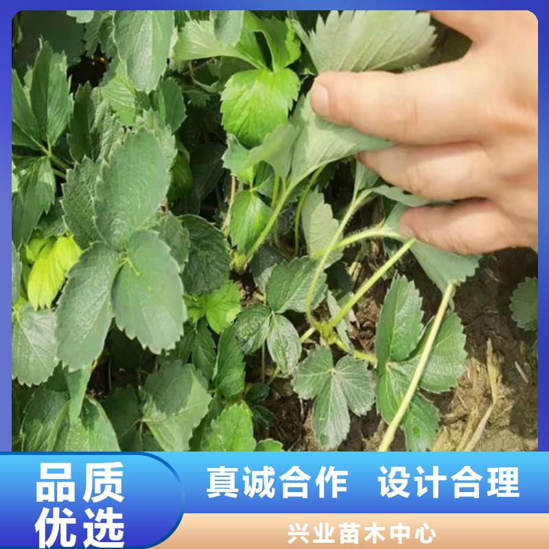 【草莓苗桃树苗产品细节参数】