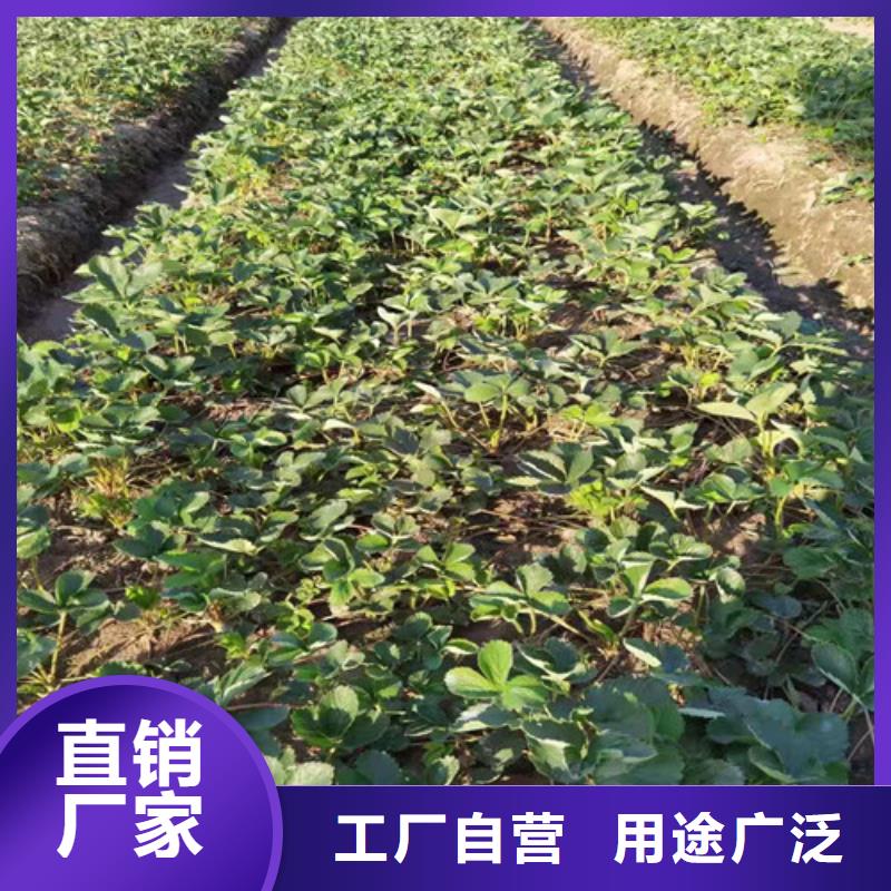 草莓苗,梨树苗工程施工案例