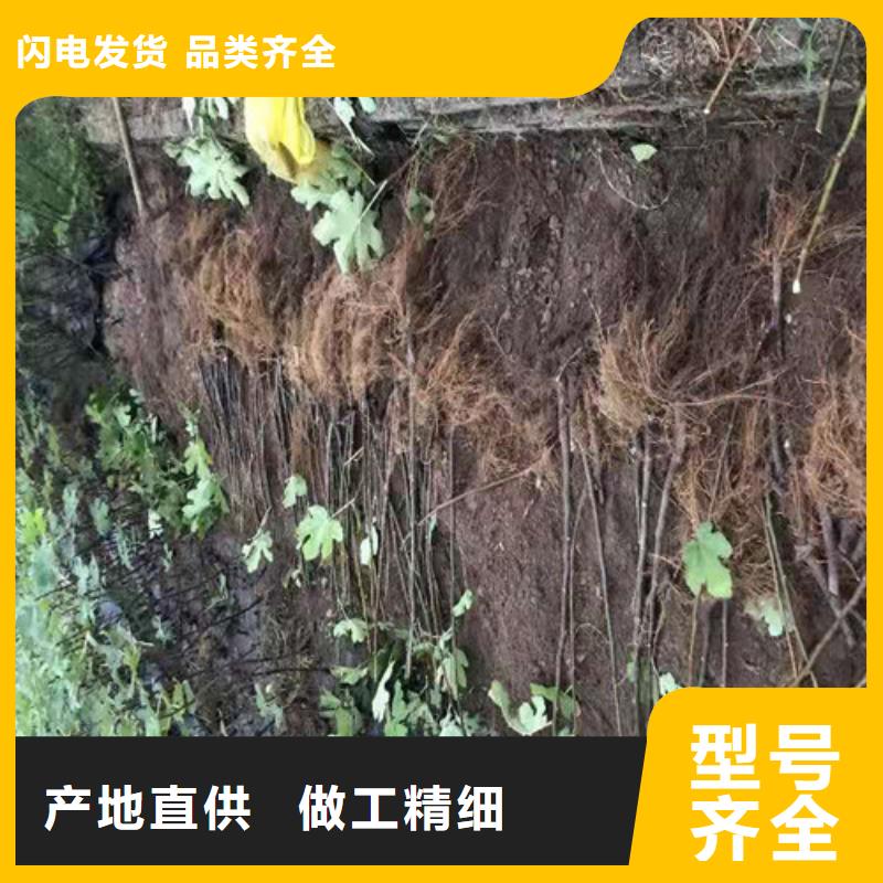 无花果,猕猴桃苗全新升级品质保障