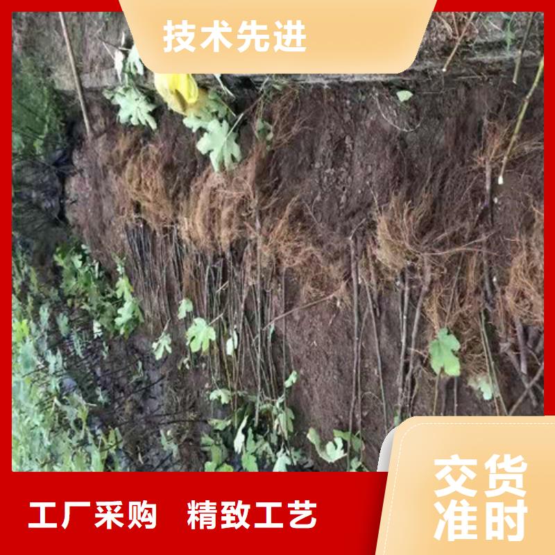 【无花果花椒苗源头工厂量大优惠】