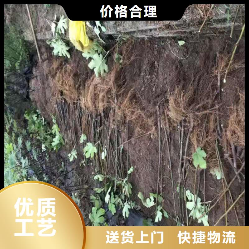 无花果_蓝莓苗一站式服务