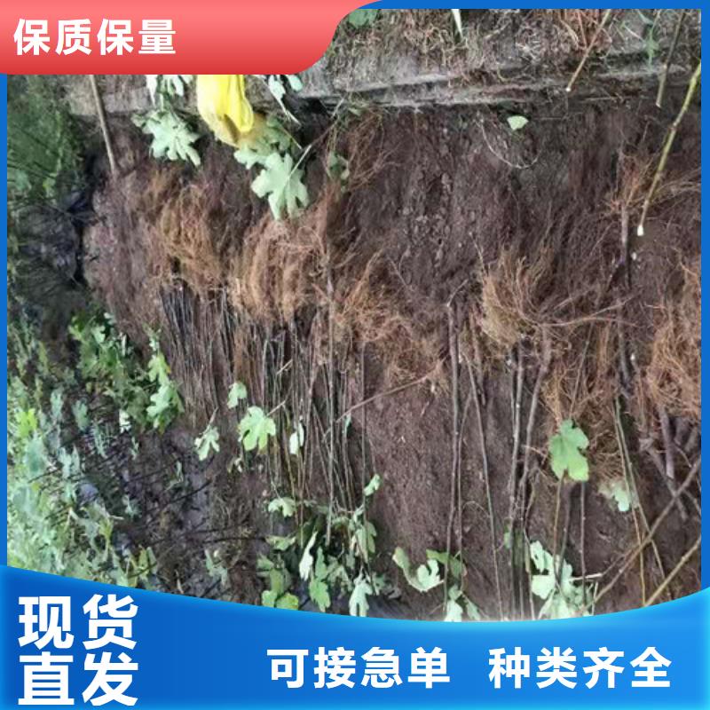 无花果红耔山楂苗优选货源