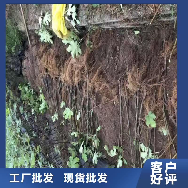 无花果梨树苗自营品质有保障