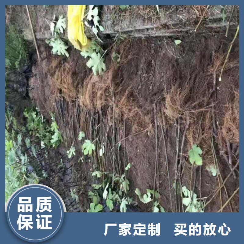 无花果大雪枣苗工厂直营