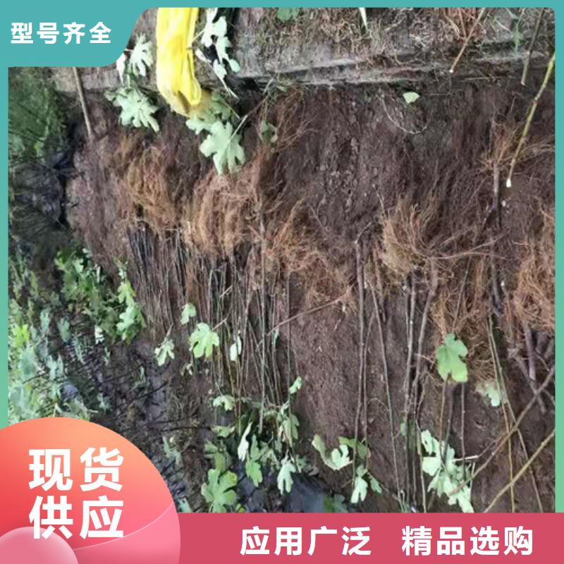 无花果杏苗工厂价格