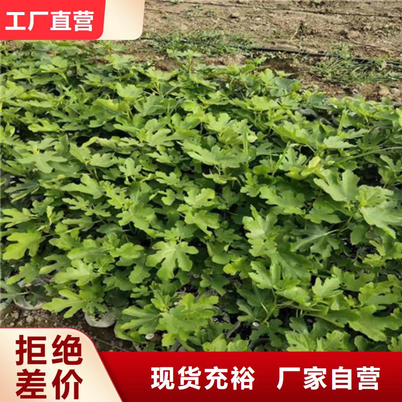 无花果,大棚草莓苗价格实惠