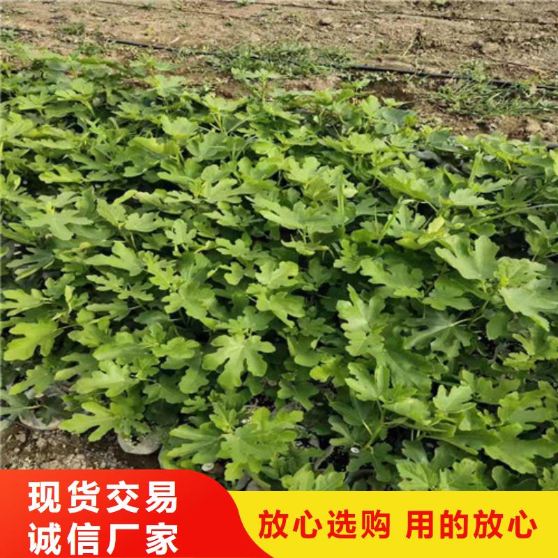 无花果_大棚草莓苗贴心服务