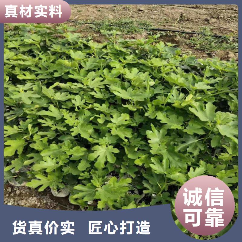 无花果樱桃苗订制批发