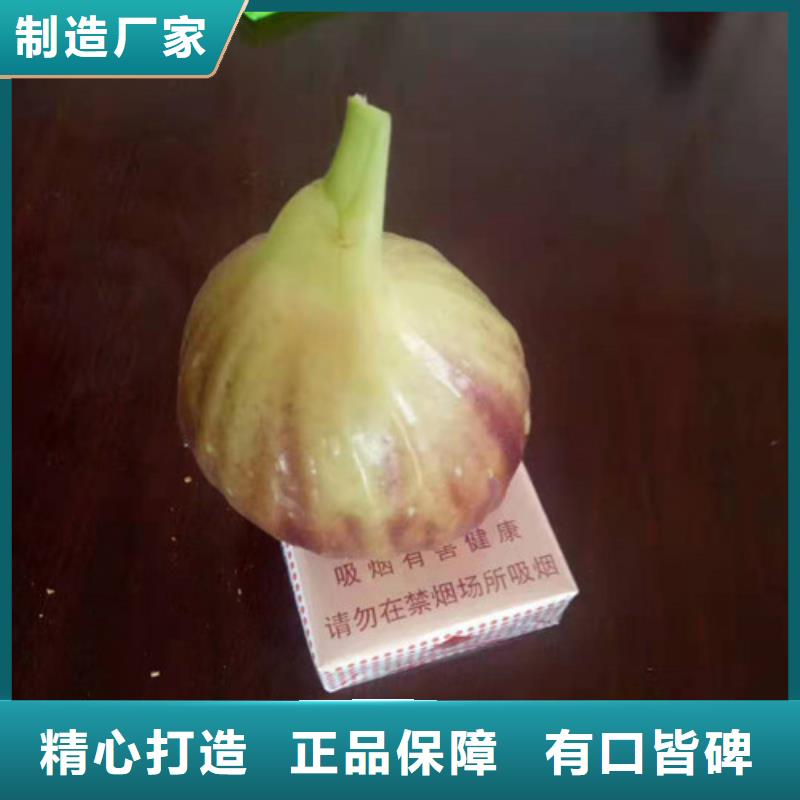 无花果酥脆一号有实力有经验