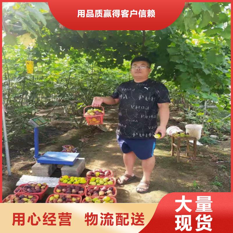 无花果,翠冠梨苗您想要的我们都有