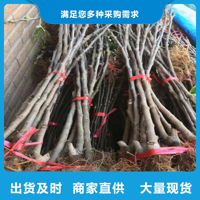 无花果苹果苗粘木产地源头好货