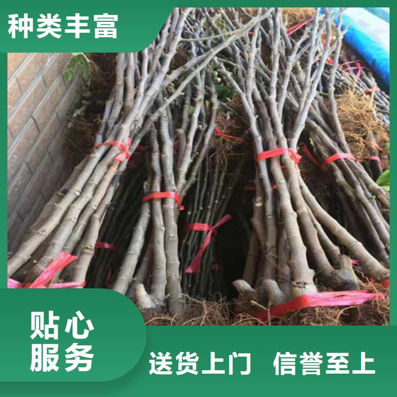 无花果嘎啦苹果苗优良材质