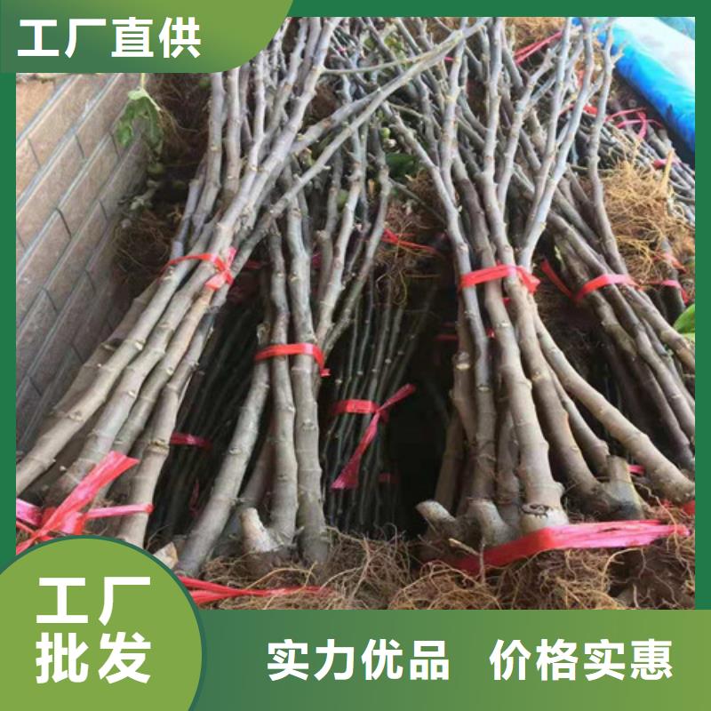 无花果红颜草莓苗质量无忧