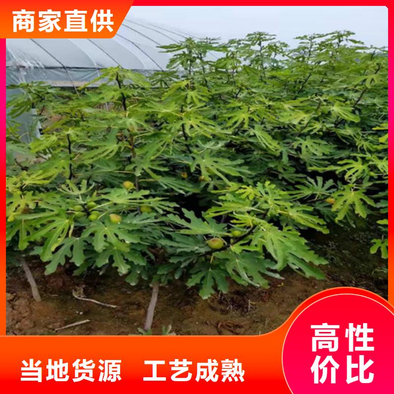 【无花果花椒苗源头工厂量大优惠】