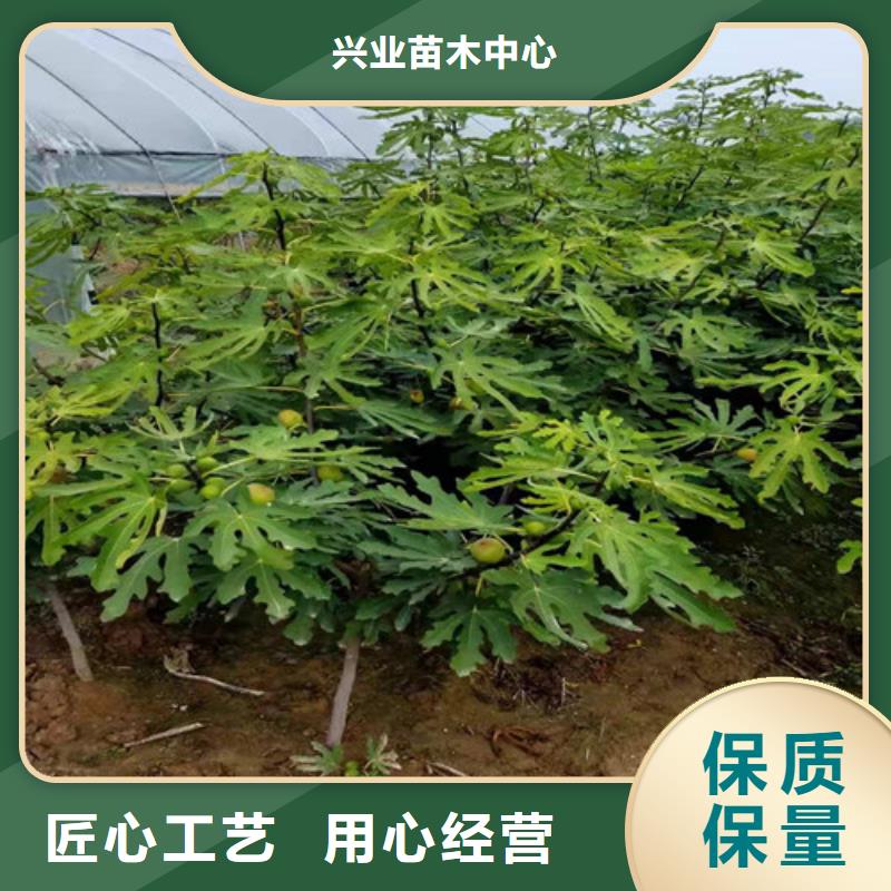 无花果,大棚草莓苗价格实惠