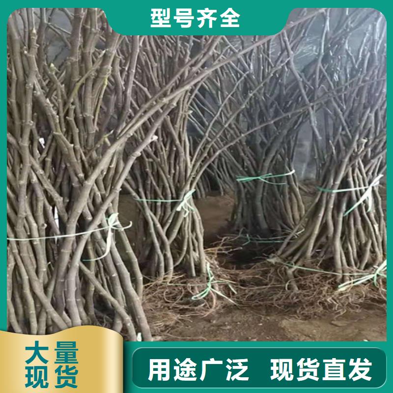 无花果核桃苗免费安装