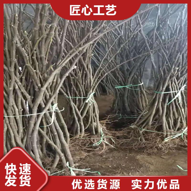 无花果大棚草莓苗实力派厂家