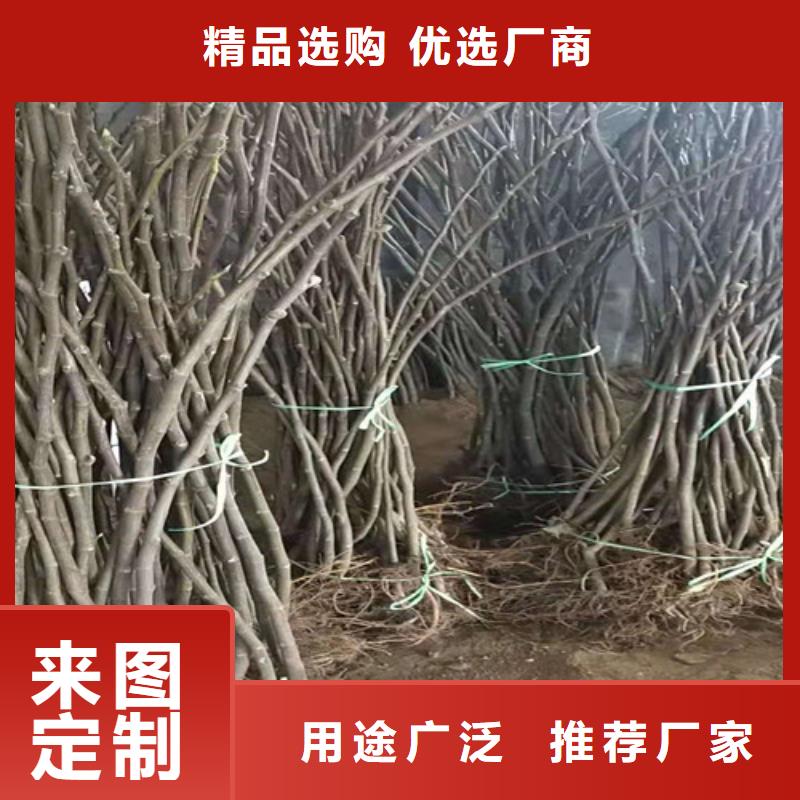 无花果辣椒苗细节之处更加用心