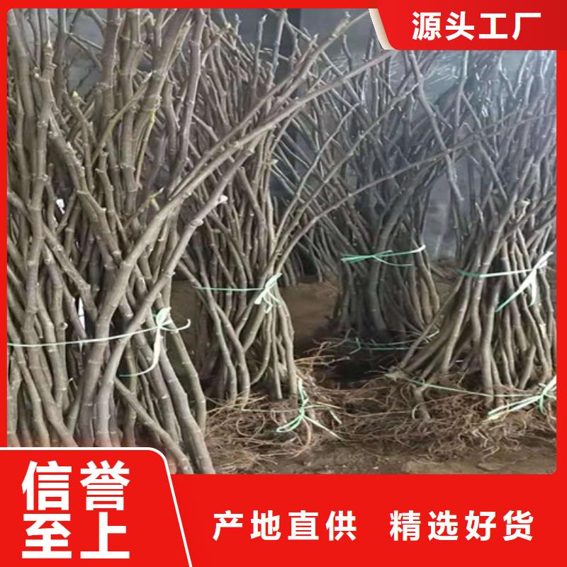 无花果大棚草莓苗快速生产