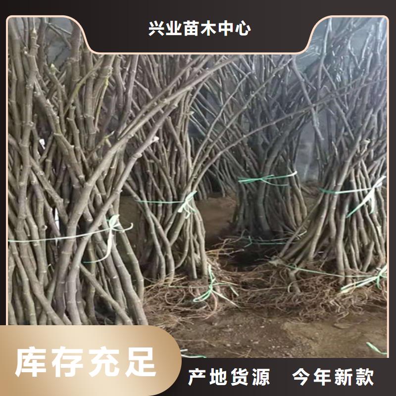 无花果玉露香梨苗专注细节使用放心