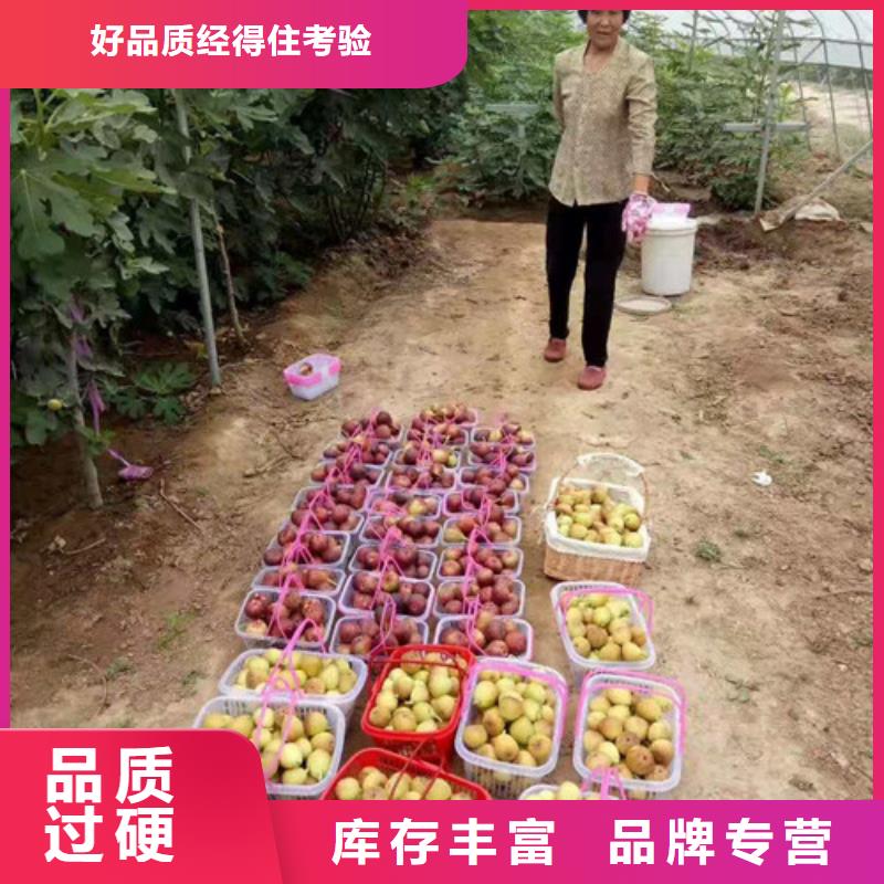 无花果鲁樱三号樱桃优选原材