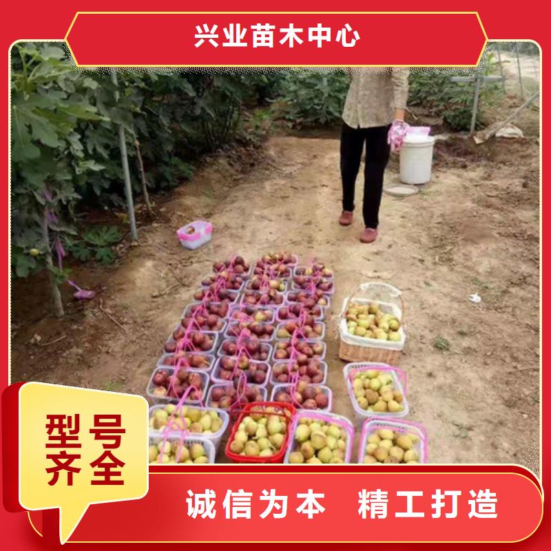 无花果大金星山楂苗出货快