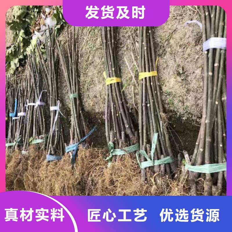 无花果杏苗工厂价格