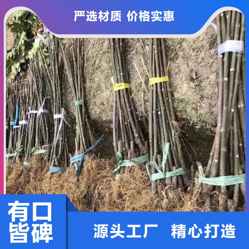 无花果-红耔山楂苗实力商家推荐