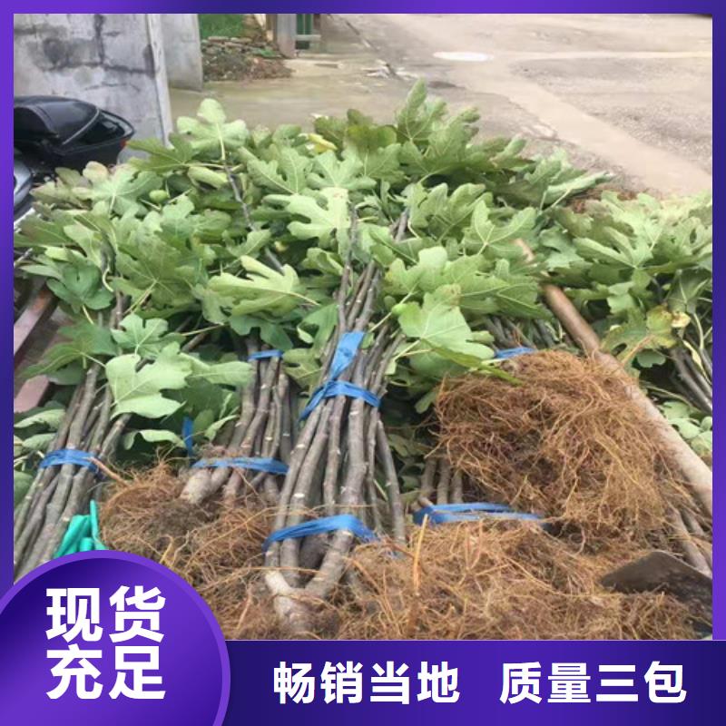 无花果枣树苗产品参数