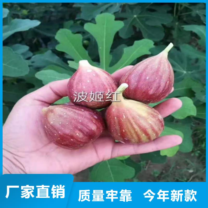 无花果烟福8苹果苗货品齐全